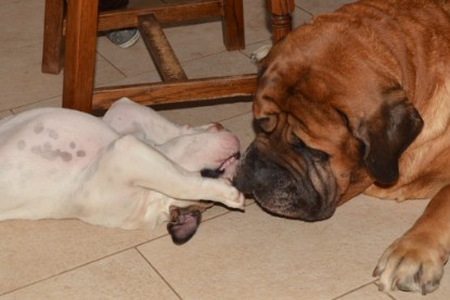 Continental Bulldogs Seeblickbulls Bilderalbum - Fiete zu Besuch