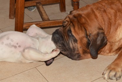 Continental Bulldogs Seeblickbulls Bilderalbum - Fiete zu Besuch