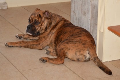 Continental Bulldogs Seeblickbulls Bilderalbum - Fiete zu Besuch