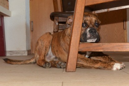 Continental Bulldogs Seeblickbulls Bilderalbum - Fiete zu Besuch