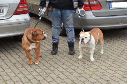 Continental Bulldogs Seeblickbulls Bilderalbum - Contitreff im Oktober 2014