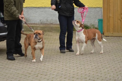 Continental Bulldogs Seeblickbulls Bilderalbum - Contitreff im Oktober 2014