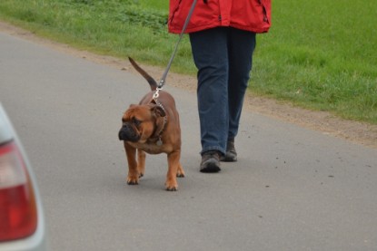 Continental Bulldogs Seeblickbulls Bilderalbum - Contitreff im Oktober 2014