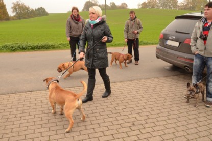 Continental Bulldogs Seeblickbulls Bilderalbum - Contitreff im Oktober 2014