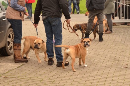 Continental Bulldogs Seeblickbulls Bilderalbum - Contitreff im Oktober 2014