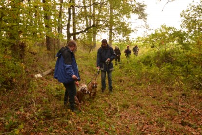 Continental Bulldogs Seeblickbulls Bilderalbum - Contitreff im Oktober 2014