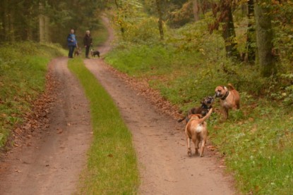 Continental Bulldogs Seeblickbulls Bilderalbum - Contitreff im Oktober 2014