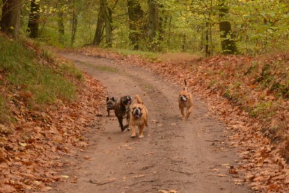 Continental Bulldogs Seeblickbulls Bilderalbum - Contitreff im Oktober 2014