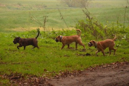 Continental Bulldogs Seeblickbulls Bilderalbum - Contitreff im Oktober 2014