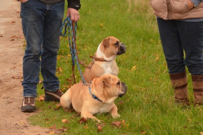 Continental Bulldogs Seeblickbulls Bilderalbum - Contitreff im Oktober 2014