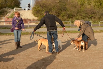 Continental Bulldogs Seeblickbulls Bilderalbum - Contitreff im Oktober 2014