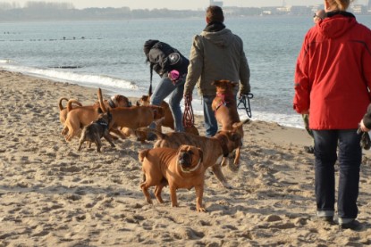 Continental Bulldogs Seeblickbulls Bilderalbum - Contitreff im Oktober 2014