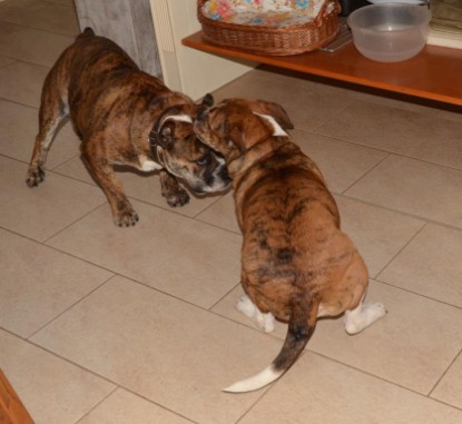 Continental Bulldogs Seeblickbulls Bilderalbum - Finn zu Besuch