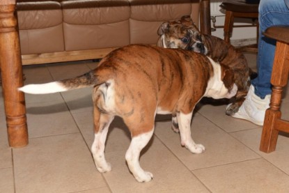 Continental Bulldogs Seeblickbulls Bilderalbum - Finn zu Besuch