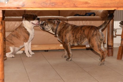 Continental Bulldogs Seeblickbulls Bilderalbum - Finn zu Besuch