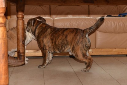 Continental Bulldogs Seeblickbulls Bilderalbum - Finn zu Besuch