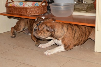 Continental Bulldogs Seeblickbulls Bilderalbum - Finn zu Besuch