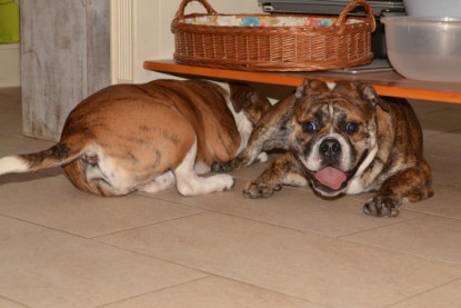 Continental Bulldogs Seeblickbulls Bilderalbum - Finn zu Besuch