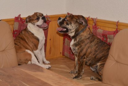 Continental Bulldogs Seeblickbulls Bilderalbum - Finn zu Besuch