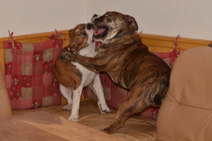 Continental Bulldogs Seeblickbulls Bilderalbum - Finn zu Besuch