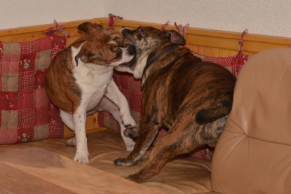 Continental Bulldogs Seeblickbulls Bilderalbum - Finn zu Besuch