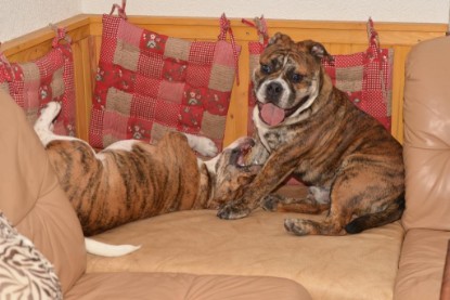 Continental Bulldogs Seeblickbulls Bilderalbum - Finn zu Besuch