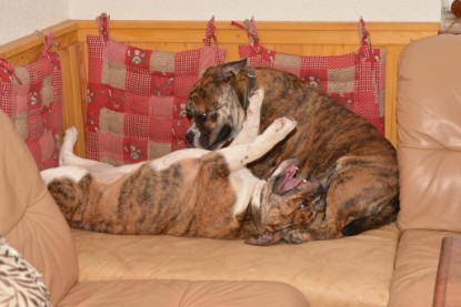 Continental Bulldogs Seeblickbulls Bilderalbum - Finn zu Besuch