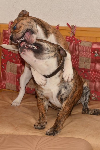 Continental Bulldogs Seeblickbulls Bilderalbum - Finn zu Besuch