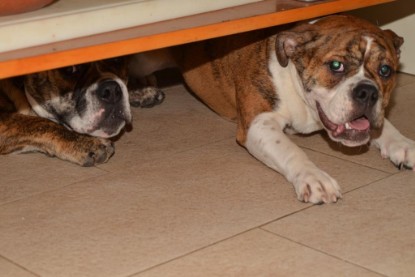 Continental Bulldogs Seeblickbulls Bilderalbum - Finn zu Besuch