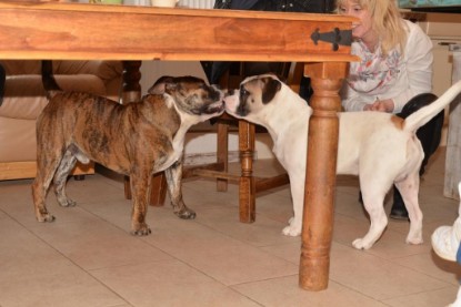 Continental Bulldogs Seeblickbulls Bilderalbum - Finn zu Besuch