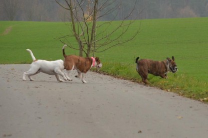 Continental Bulldogs Seeblickbulls Bilderalbum - Finn zu Besuch