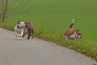 Continental Bulldogs Seeblickbulls Bilderalbum - Finn zu Besuch