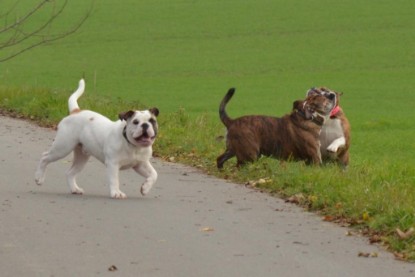 Continental Bulldogs Seeblickbulls Bilderalbum - Finn zu Besuch