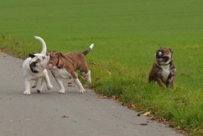 Continental Bulldogs Seeblickbulls Bilderalbum - Finn zu Besuch