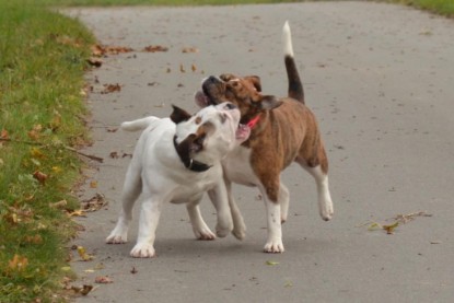 Continental Bulldogs Seeblickbulls Bilderalbum - Finn zu Besuch