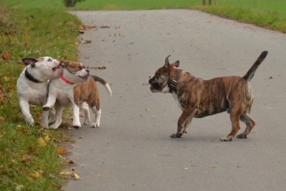 Continental Bulldogs Seeblickbulls Bilderalbum - Finn zu Besuch