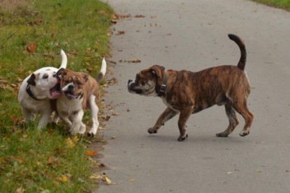 Continental Bulldogs Seeblickbulls Bilderalbum - Finn zu Besuch