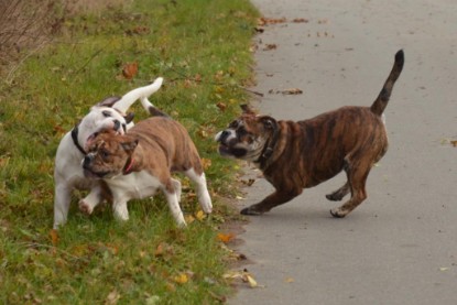 Continental Bulldogs Seeblickbulls Bilderalbum - Finn zu Besuch