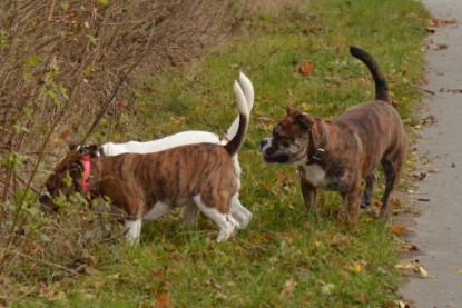 Continental Bulldogs Seeblickbulls Bilderalbum - Finn zu Besuch