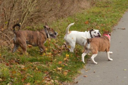 Continental Bulldogs Seeblickbulls Bilderalbum - Finn zu Besuch