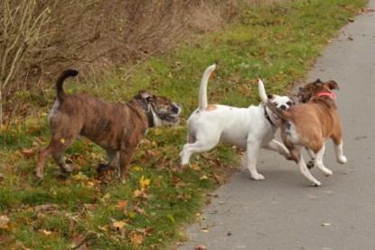 Continental Bulldogs Seeblickbulls Bilderalbum - Finn zu Besuch