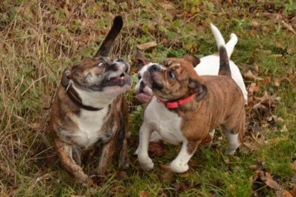 Continental Bulldogs Seeblickbulls Bilderalbum - Finn zu Besuch