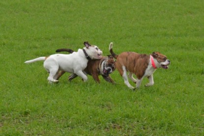 Continental Bulldogs Seeblickbulls Bilderalbum - Finn zu Besuch