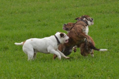 Continental Bulldogs Seeblickbulls Bilderalbum - Finn zu Besuch