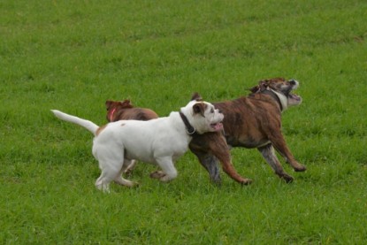 Continental Bulldogs Seeblickbulls Bilderalbum - Finn zu Besuch