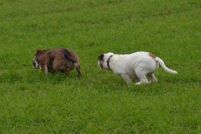 Continental Bulldogs Seeblickbulls Bilderalbum - Finn zu Besuch