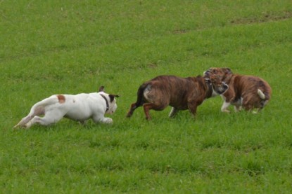 Continental Bulldogs Seeblickbulls Bilderalbum - Finn zu Besuch