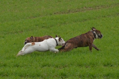 Continental Bulldogs Seeblickbulls Bilderalbum - Finn zu Besuch