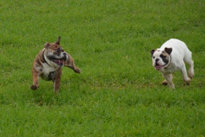 Continental Bulldogs Seeblickbulls Bilderalbum - Finn zu Besuch