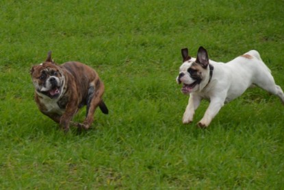 Continental Bulldogs Seeblickbulls Bilderalbum - Finn zu Besuch